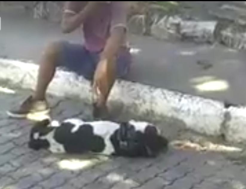 São Francisco do Conde: Homem chora com o sofrimento do seu cachorro após levar facadas de mototaxista. Confira! 3 WhatsApp Image 2019 06 10 at 12.12.14