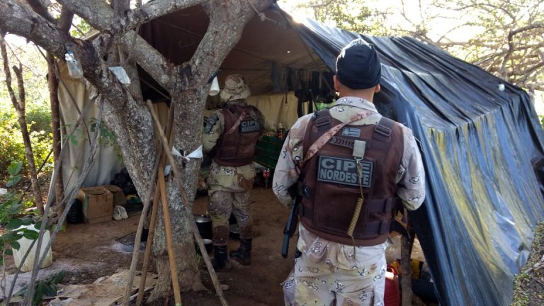 Euclides da Cunha: Polícia encontra uma das maiores plantações de maconha da Bahia. Confira! 1 Euclides da Cunha: Polícia encontra uma das maiores plantações de maconha da Bahia. Confira!