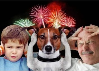 Convenção de Tonha Magalhães em Candeias causa desconforto a crianças, idosos, autistas e animais por excesso de fogos de artifício
