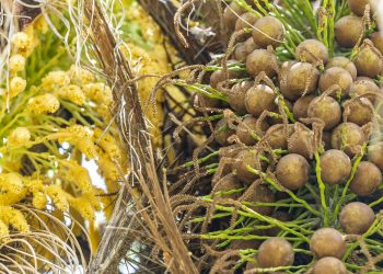 Acelen Agripark reúne pesquisa, inovação e tecnologia para desenvolvimento da macaúba