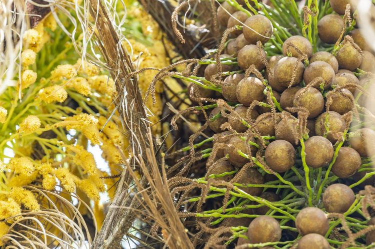 Acelen Agripark reúne pesquisa, inovação e tecnologia para desenvolvimento da macaúba