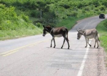 Candeias: Animais soltos em vias públicas serão apreendidos, e donos pagarão multa diária