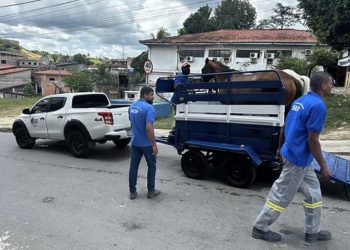 Candeias: Após solicitação de Brito Mototáxi, prefeitura através da SESP inicia ação para tirar de vias públicas animais