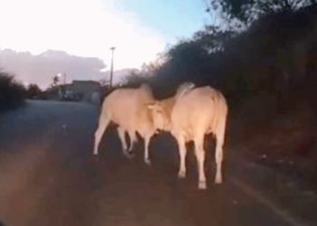 Serrinha: Mais uma vez mostrando serviço, prefeito Cyro Novais publica decreto para resolver situação dos animais soltos em vias públicas por donos irresponsáveis 10 Serrinha: Mais uma vez mostrando serviço, prefeito Cyro Novais publica decreto para resolver situação dos animais soltos em vias públicas por donos irresponsáveis