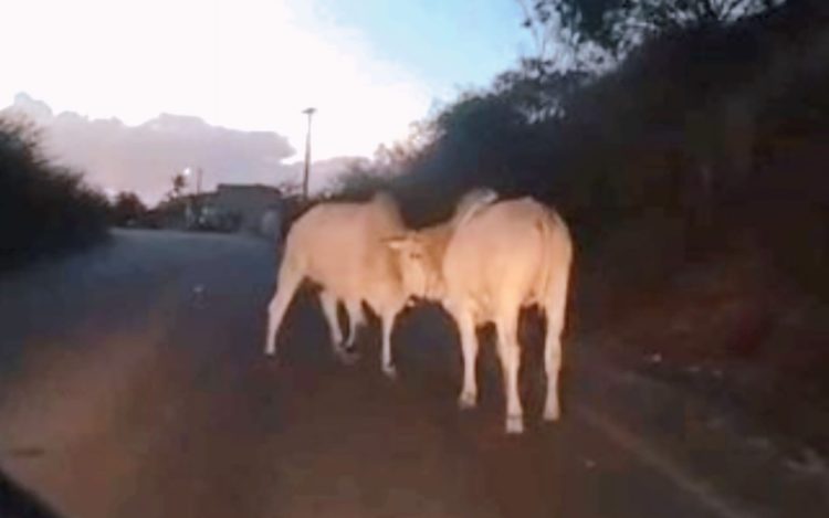 Serrinha: Mais uma vez mostrando serviço, prefeito Cyro Novais publica decreto para resolver situação dos animais soltos em vias públicas por donos irresponsáveis