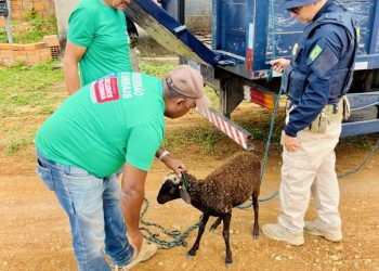 Prefeitura de Euclides da Cunha Inicia Recolhimento de Animais Soltos nas Ruas e Impõe Multas a Proprietários