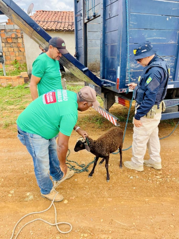 Prefeitura de Euclides da Cunha Inicia Recolhimento de Animais Soltos nas Ruas e Impõe Multas a Proprietários